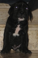 CHIOT