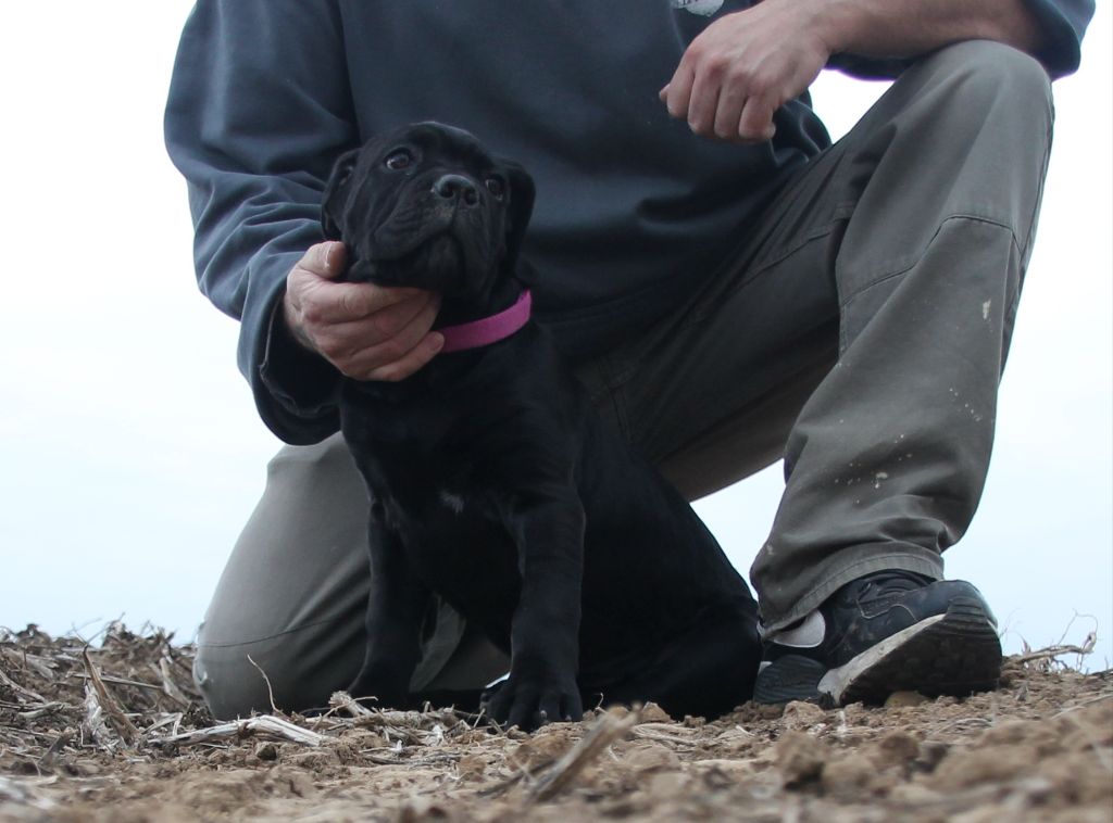Descendant d'Ares - Chiots disponibles - Cane Corso