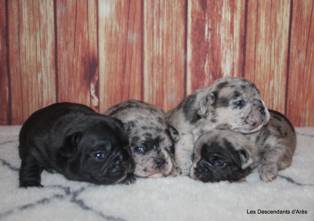 Chiot Bouledogue français Descendant d'Ares